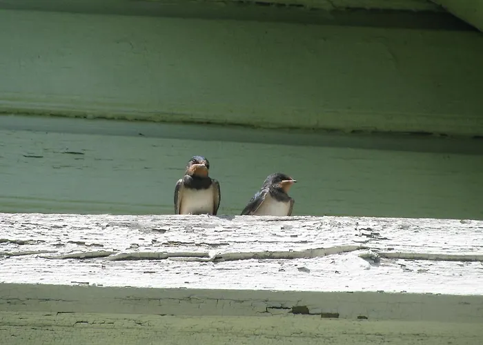 Camping Karja Tented *